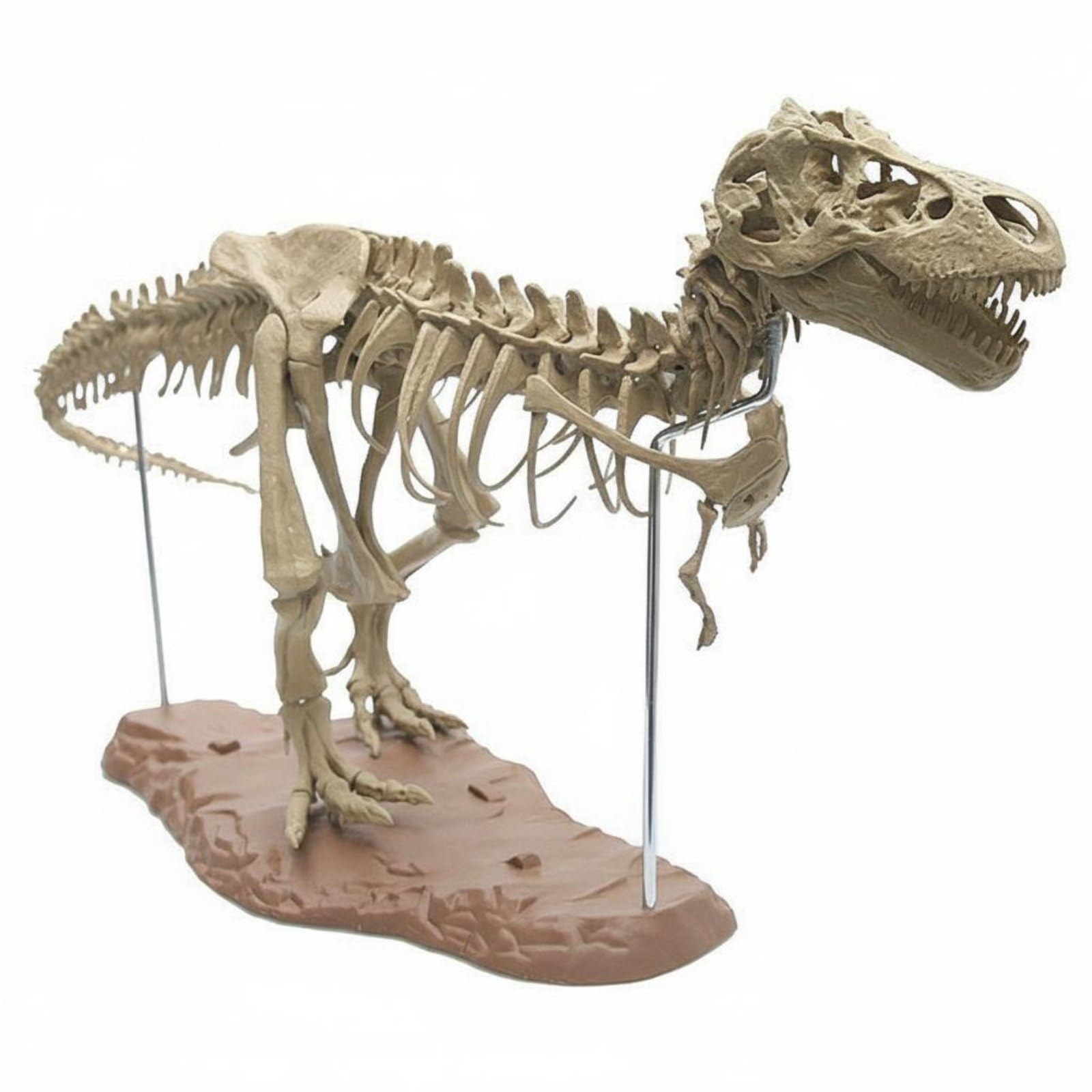 Amazon | Qialexicon ティラノサウルス骨格模型 70cmの大型サイズ T